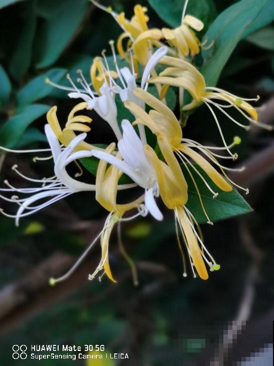 4种花，老年人特爱养，好看又养心