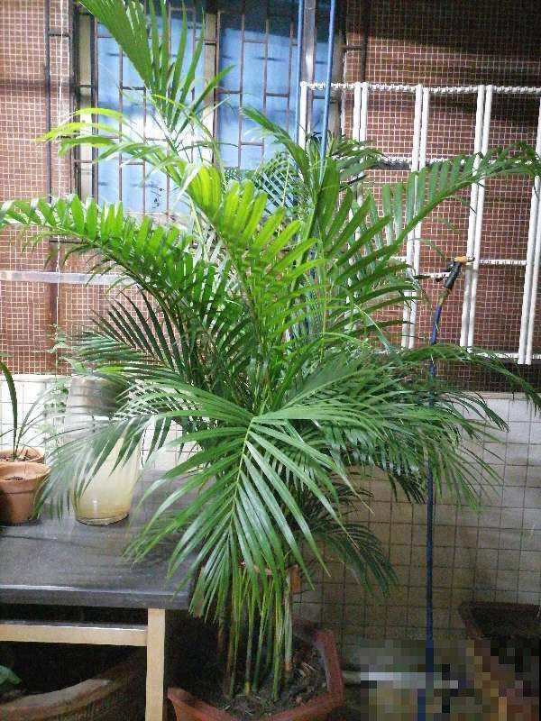 4种花吸废气制氧气,养在家里养人养身心,关键是好养 4种花吸废气制氧气,养在家里养人养身心,关键是好养