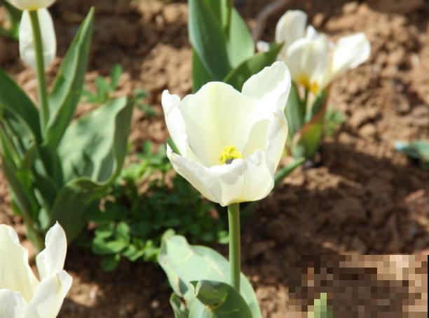 郁金香鲜切花要想水养，这4点要知道，快来试试