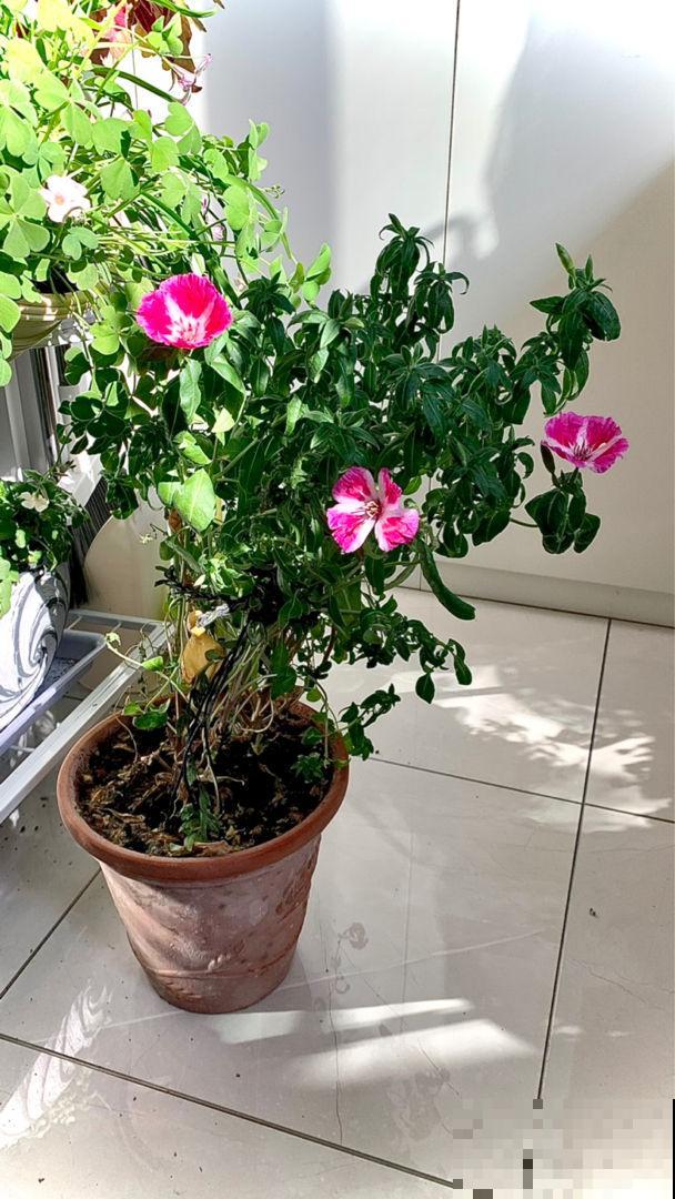 一种花名叫古代稀,被叫做“鲜花中的锦缎”,开花就爆盆 一种花名叫古代稀,被叫做“鲜花中的锦缎”,开花就爆盆