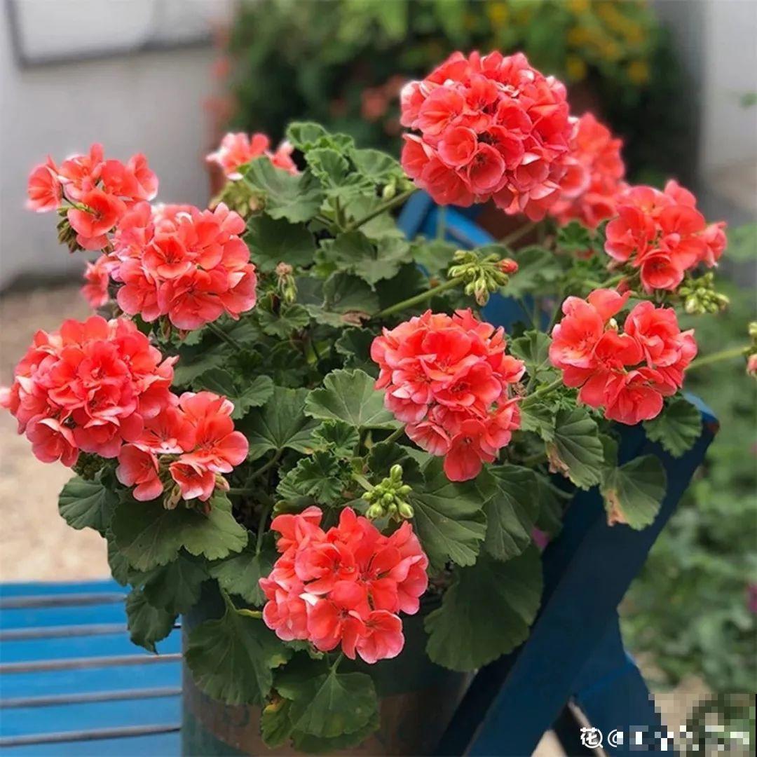 君子兰喝点油,爆花效果好,年年开出大花球 君子兰喝点油,爆花效果好,年年开出大花球