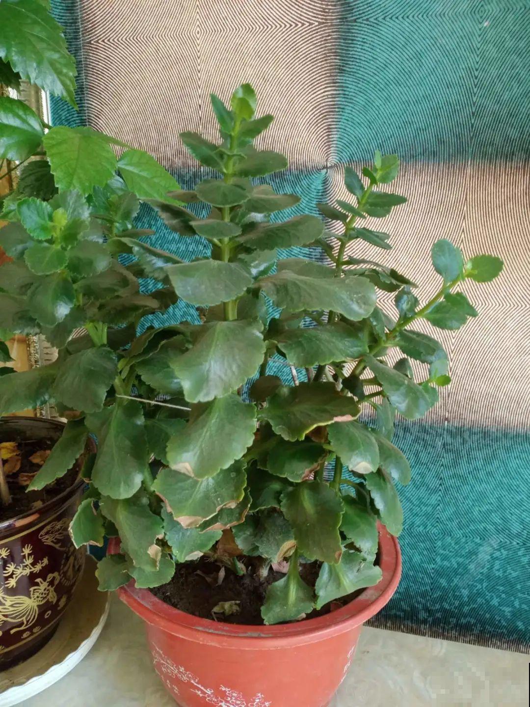 年前不敢买的“贵货花”，现在捡漏，价格低到“不可思议”