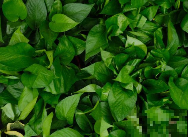 绿萝叶子黄恹恹，注意4要点，叶子绿得直发光