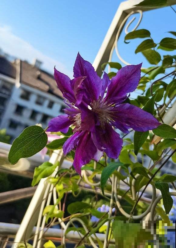 封闭阳台养花，就养4种爬藤花，开花美还节省空间