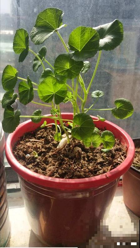 三月花葵“银杯”花,一开耀眼夺目,美上天了! 三月花葵“银杯”花,一开耀眼夺目,美上天了!