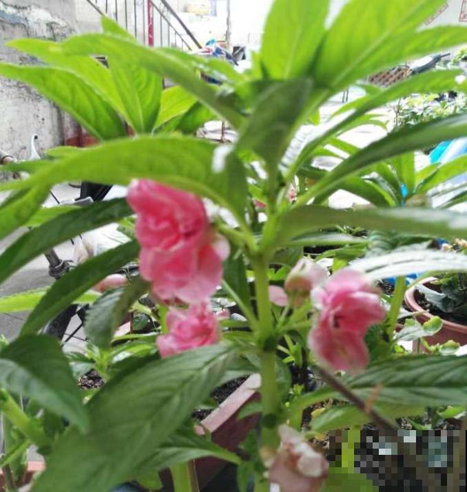 小时候农村天天见的野花，长大了城市难见到，养起来特皮实