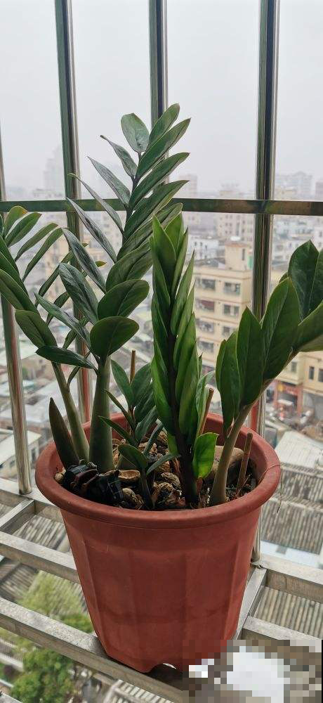 家养植物千千万,这30种都养过的,就是养花大神 家养植物千千万,这30种都养过的,就是养花大神