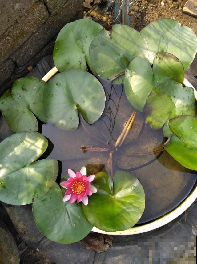 现在养2种“花仙子”，初夏就能开花，朵朵荷花使人眼