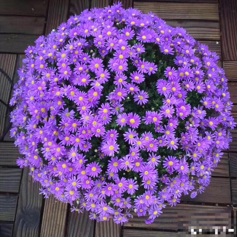 草花中的“小霸王”，耐热耐寒耐阴，开花能开大半年！