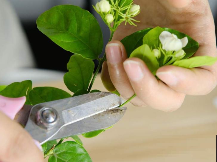 喝剩的茶水要想浇花，注意不要太勤，处理后可以给栀子花使用