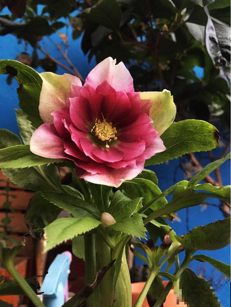 1种花被称作“冬日里的玫瑰”，学名虽不好听，颜值超高很耐寒