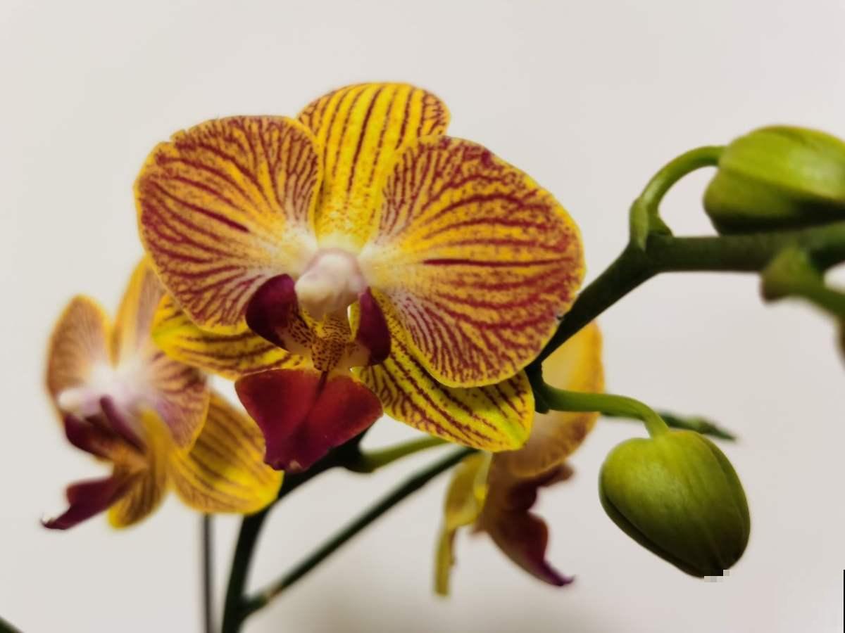 冬天养蝴蝶兰,要注意4“不能”,花朵能开3个月 冬天养蝴蝶兰,要注意4“不能”,花朵能开3个月