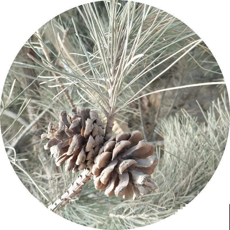 小时候常见的10种野果,9成人叫不全名字,你能叫上几个? 小时候常见的10种野果,9成人叫不全名字,你能叫上几个?