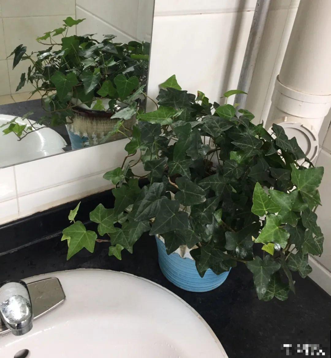 客厅养花别乱摆，选对位置，财运滚滚来！