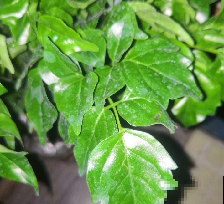 养幸福树就要多喷水,一天不喷,叶子全干死 养幸福树就要多喷水,一天不喷,叶子全干死