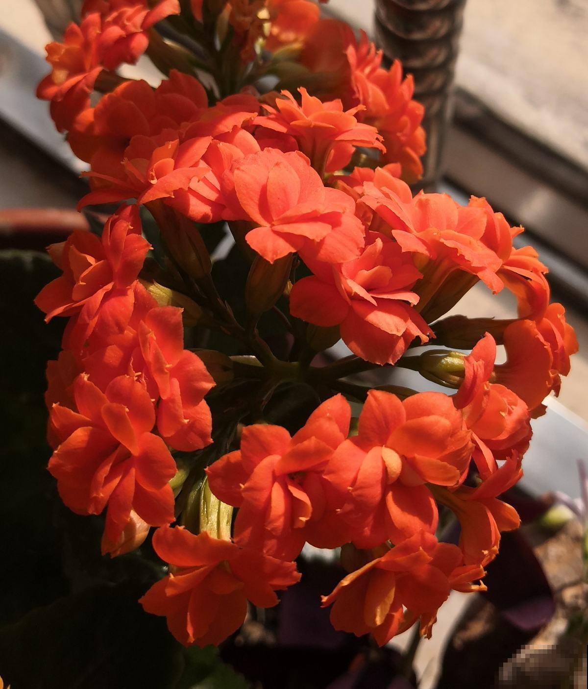 5种常见花的修剪方式，虽然简单却很重要，花开有型又健康