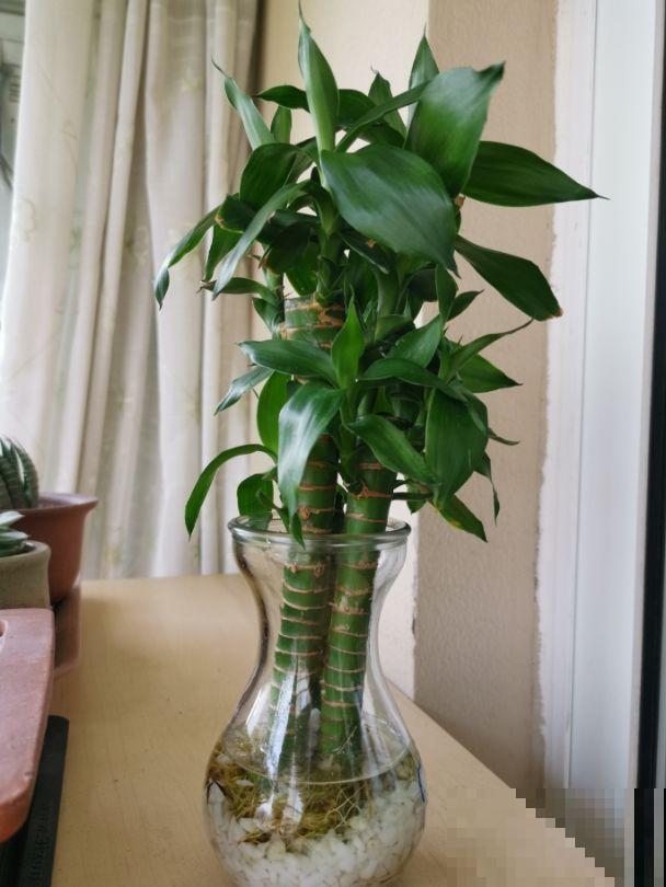 4种竹子，寓意一个比一个好，日子越过越美满