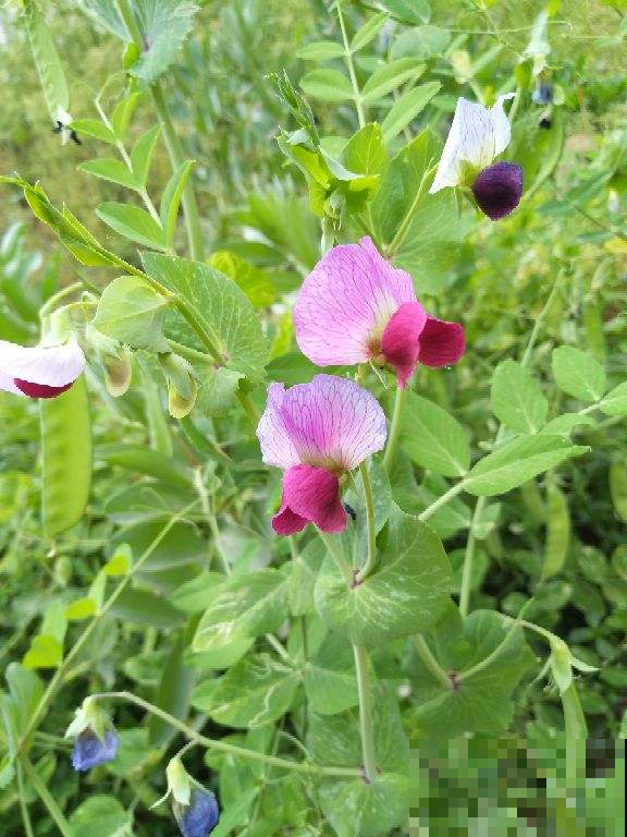 春天路边开满花，30种花能认识一半，就是植物大神