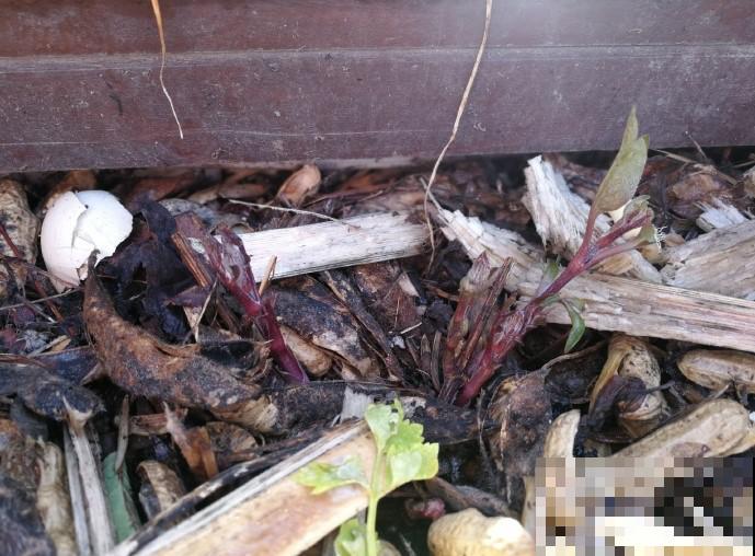 花园三剑客也要换盆,越冷长得越旺,明年呼呼开花 花园三剑客也要换盆,越冷长得越旺,明年呼呼开花