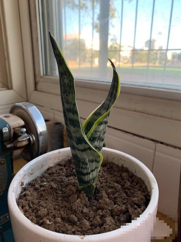 卧室适合养的3种花，空气清新又健康，更有助于睡眠