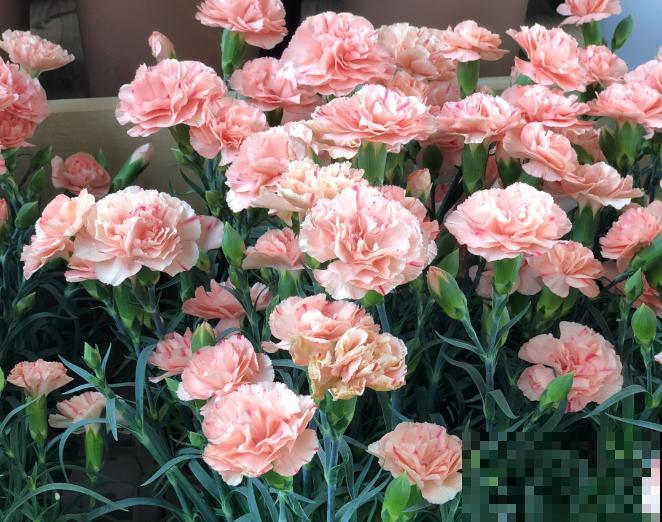 家里养盆康乃馨,学会这5步扦插,明年一盆变多盆 家里养盆康乃馨,学会这5步扦插,明年一盆变多盆