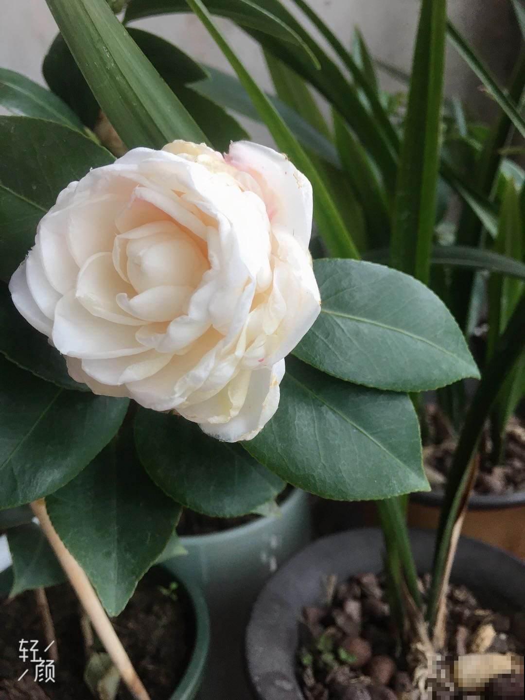 春天养茶花的“三大雷区”,学会避开很重要,能开花大半年 春天养茶花的“三大雷区”,学会避开很重要,能开花大半年