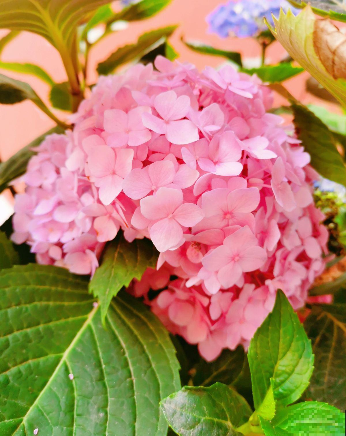 7种花,女人最爱,看到就走不动路,爱不释手 7种花,女人最爱,看到就走不动路,爱不释手