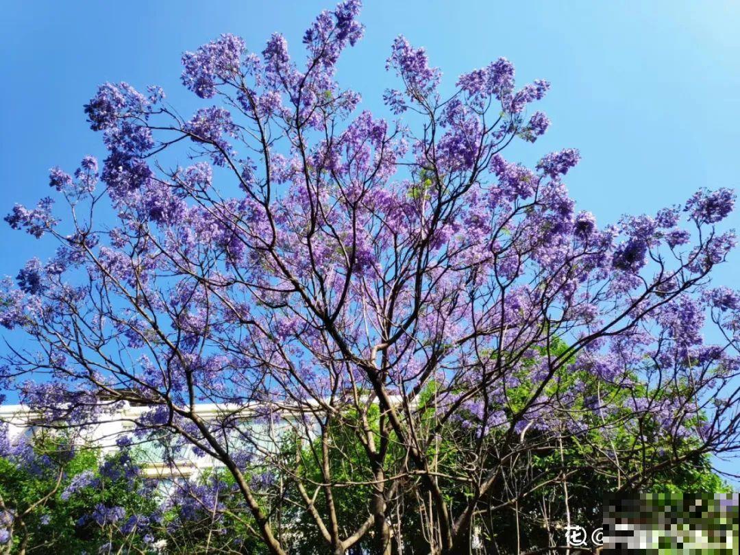 过年烟花没看够，快养这9种花，开花更美