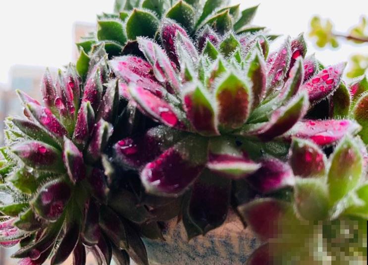 多肉中的“牡丹花”，看起来富贵吉祥，养起来居然太简单