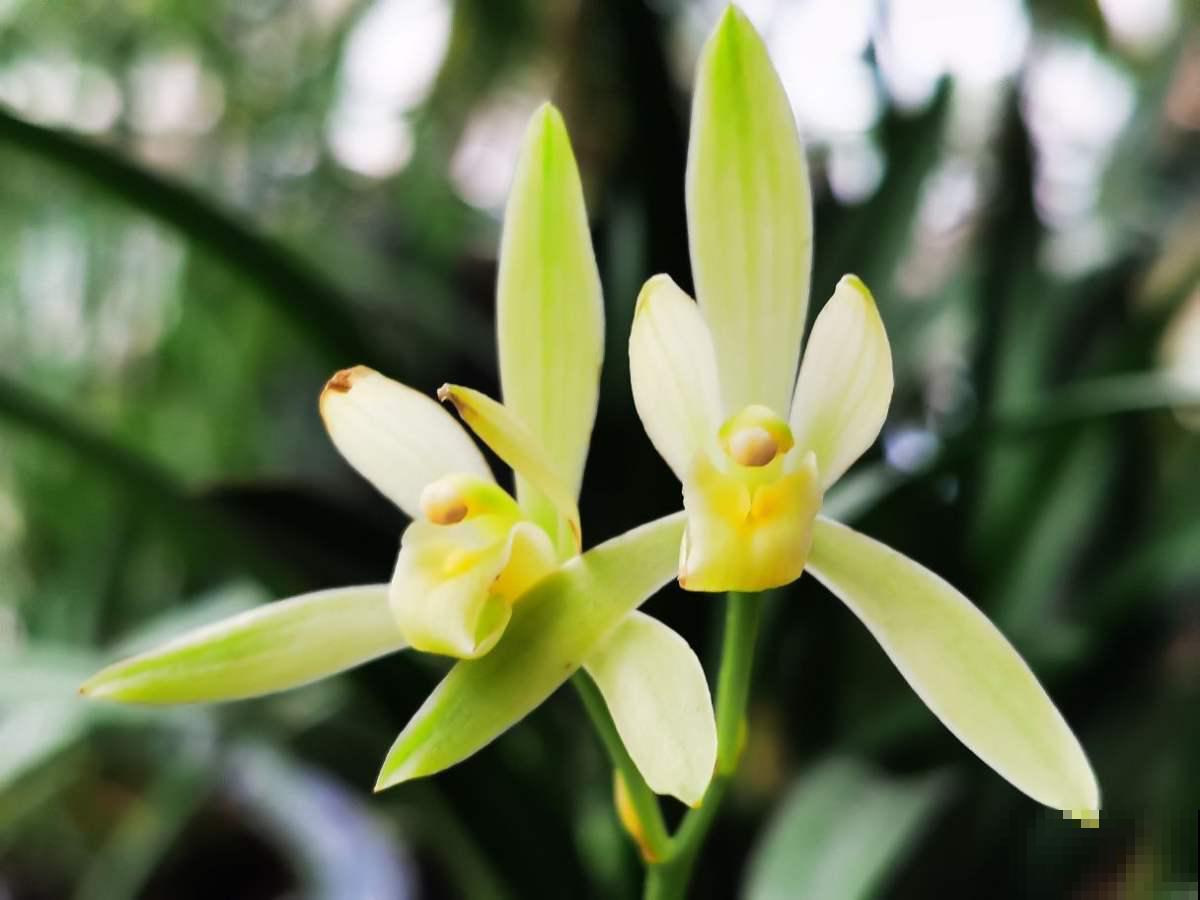 3种花新手还是放弃吧,买了就等于浪费钱,很难养活 3种花新手还是放弃吧,买了就等于浪费钱,很难养活