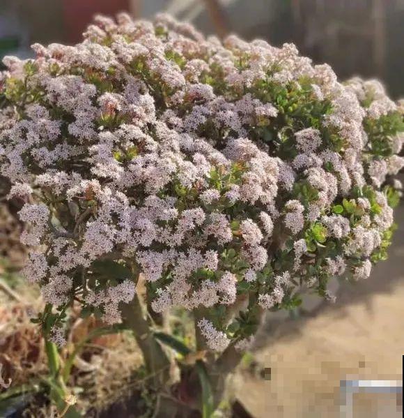 老人常说,6种吉祥花,轻易不开花,开花据说有好运 老人常说,6种吉祥花,轻易不开花,开花据说有好运