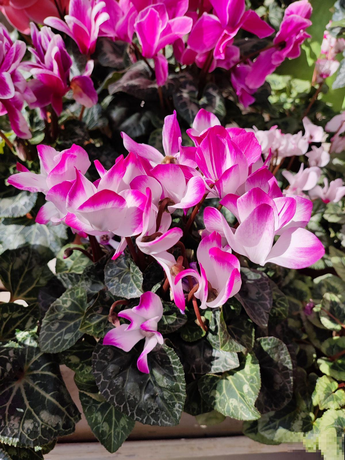 5种矫情花，不能干，不能湿，实在是娇气