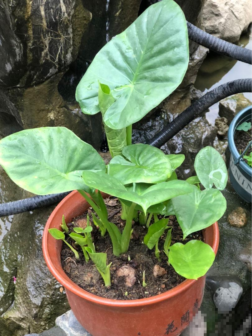 老话说“花草三不送,送了变仇人”,一不小心得罪人,可要注意了 老话说“花草三不送,送了变仇人”,一不小心得罪人,可要注意了