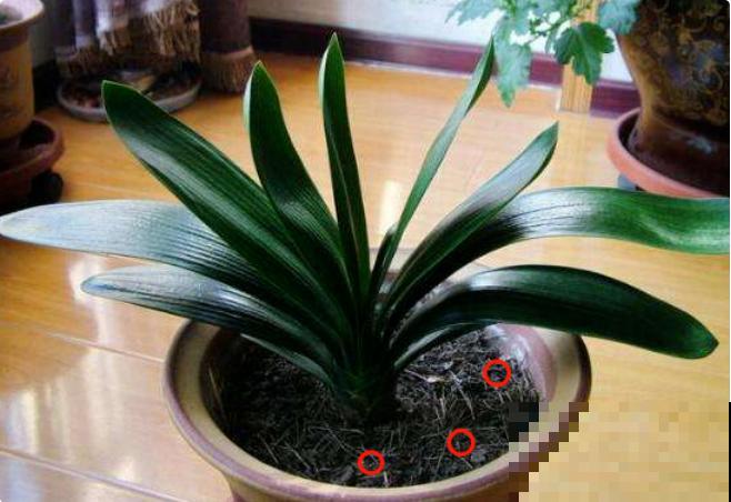 君子兰喝点油,爆花效果好,年年开出大花球 君子兰喝点油,爆花效果好,年年开出大花球