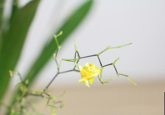 移栽文心兰，记得去掉水苔，降低养护难度