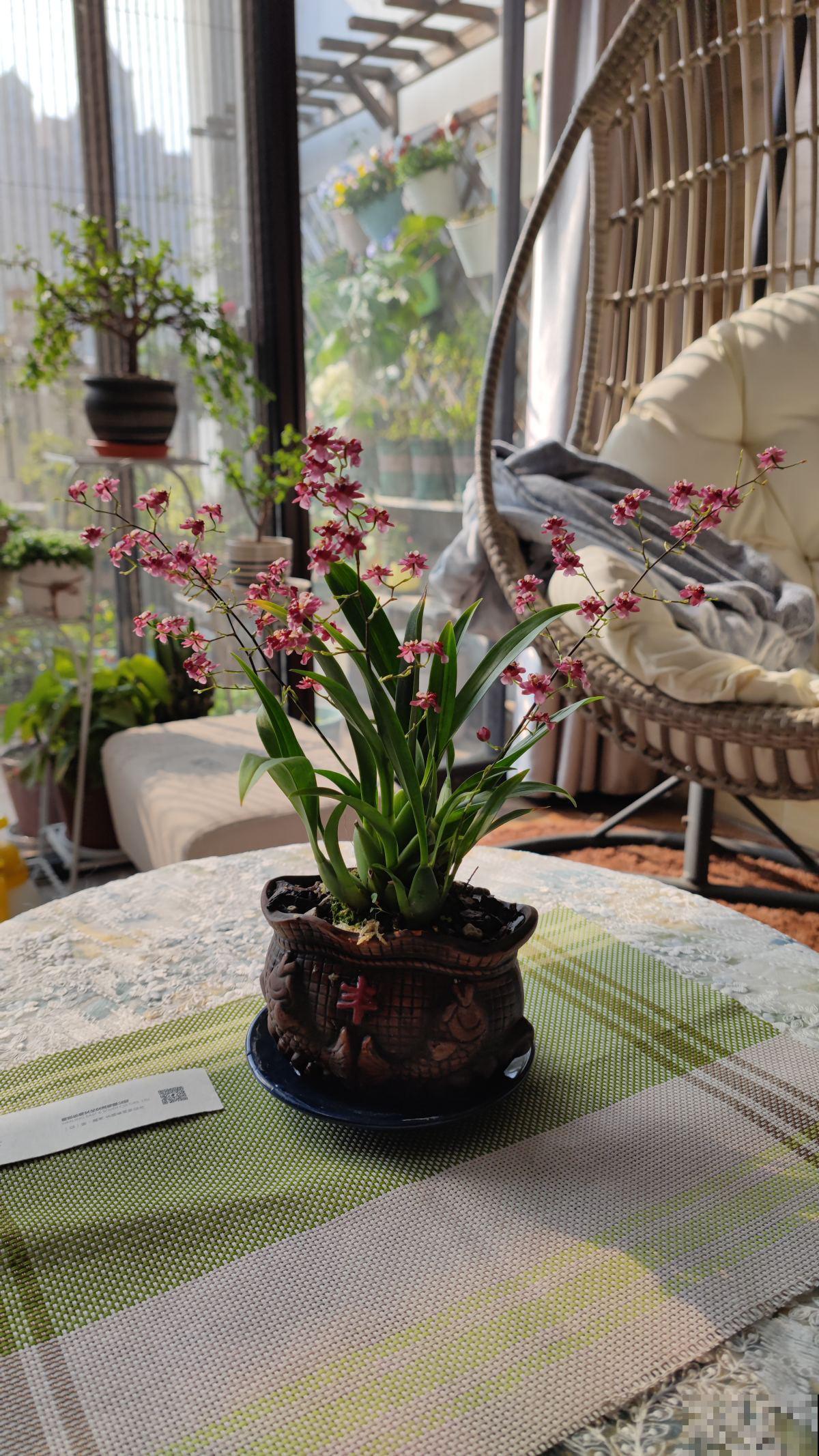 虎年到，5种花送给属虎的人，本命年花开富贵又吉祥