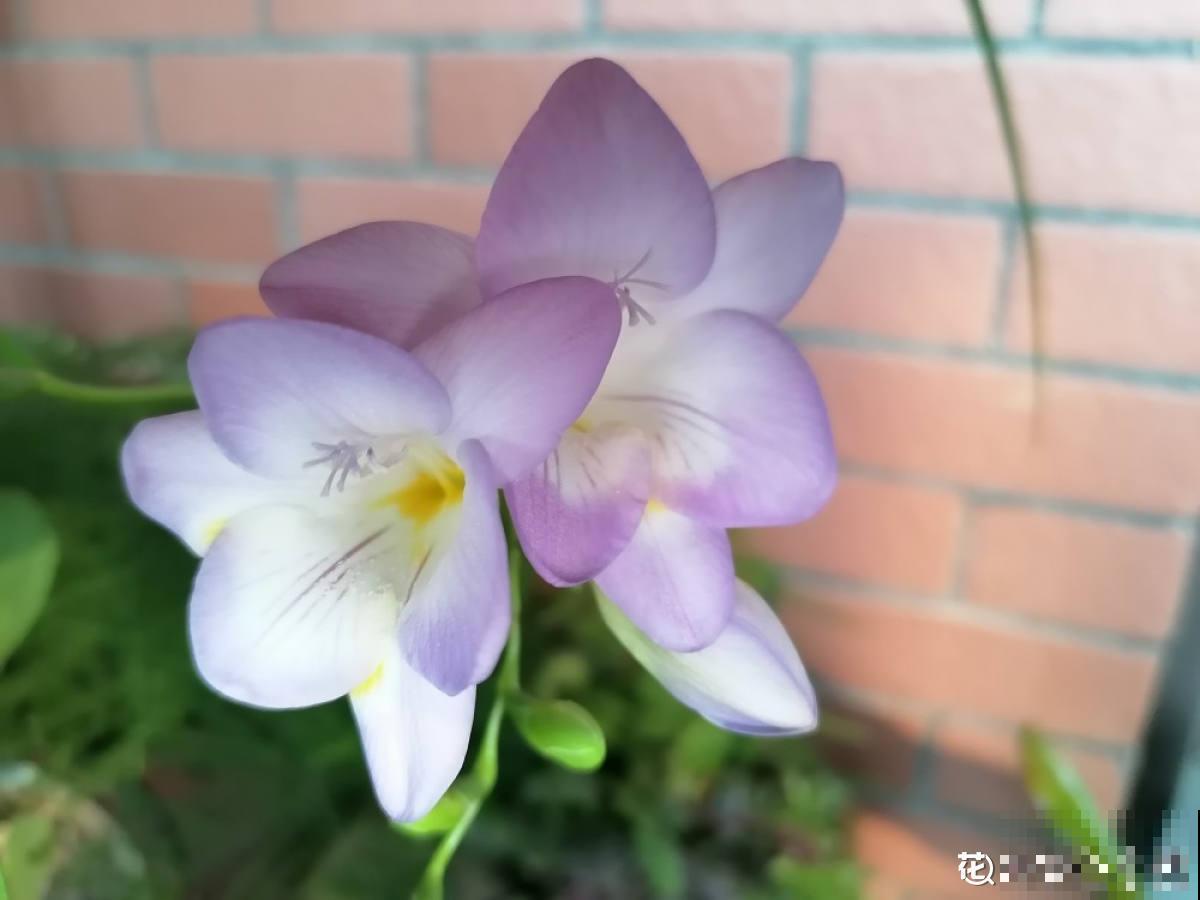 名牌香水的源头香味，就是这9种花香，随便养一种就是赚到