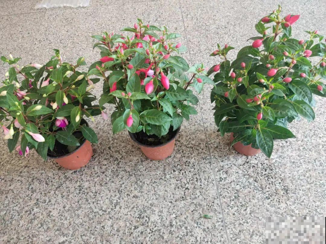 1种花春天开挂了，满盆都是小灯笼，吊起来养美翻天