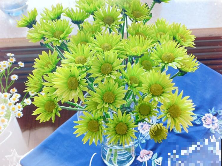 盆栽小雏菊的养殖方法，主要是这4点，学会养殖没问题