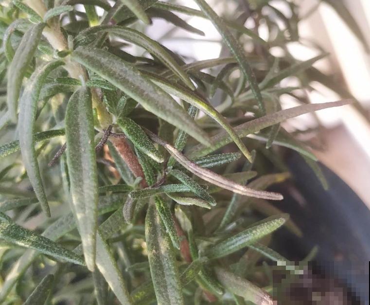 植物要想长得快,喝饱水是关键,按季节浇水妙招,速存 植物要想长得快,喝饱水是关键,按季节浇水妙招,速存