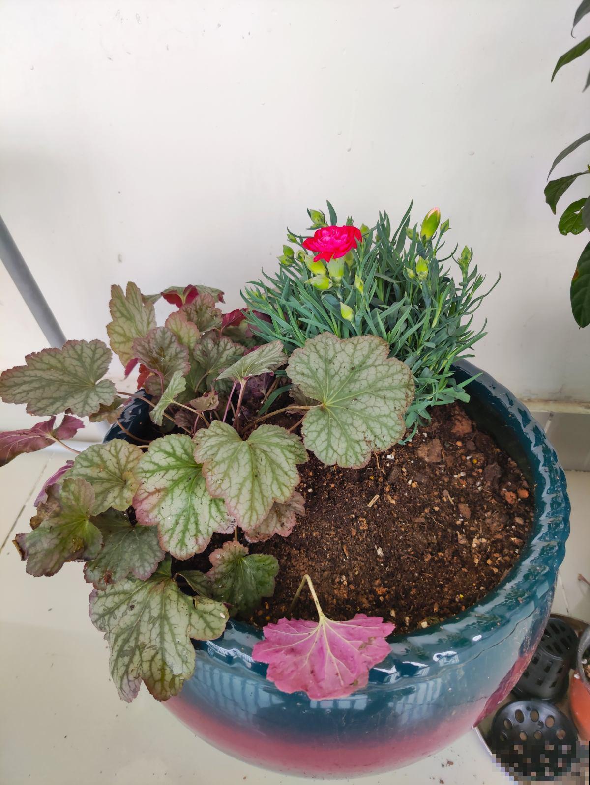 开花植物养着心累，试试4种彩叶植物，超好养