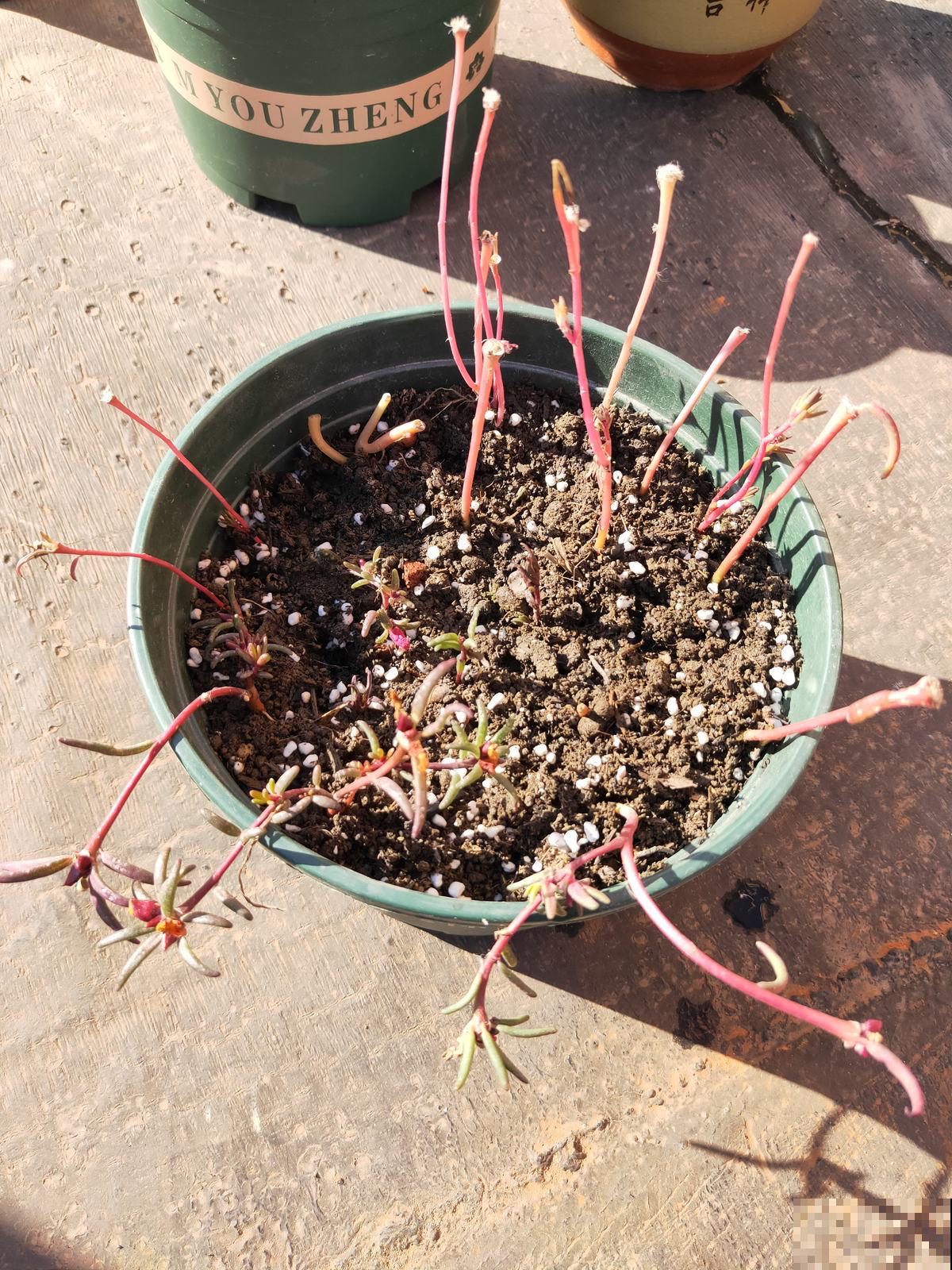 太阳花开花少，一看就是3件事没做好，养对了开爆一阳台