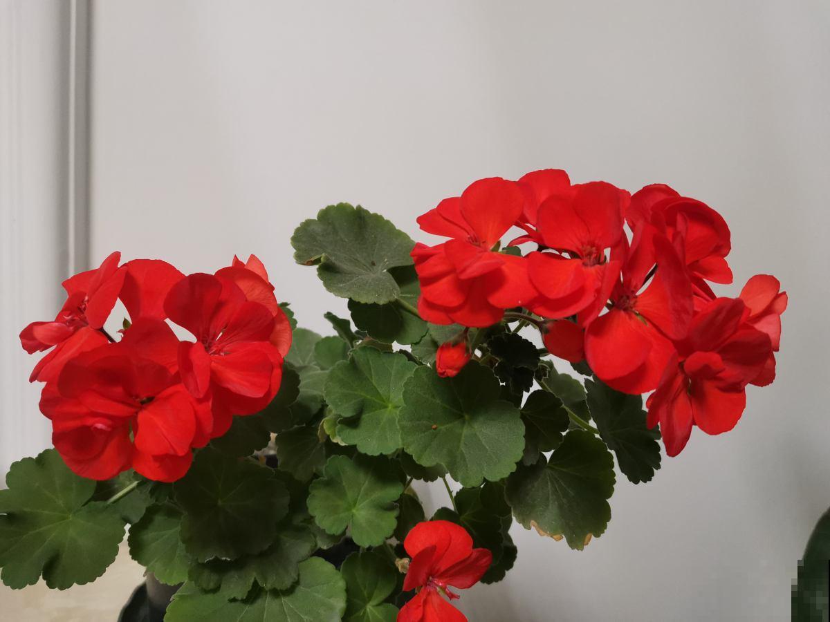 20种常见花的浇水方式,一句话就概括,简单好记 20种常见花的浇水方式,一句话就概括,简单好记