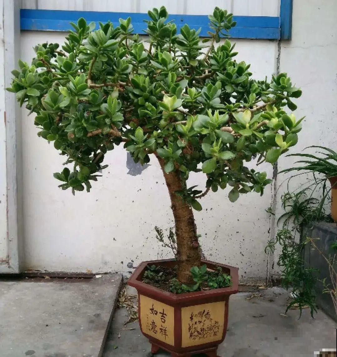 老人常说,6种吉祥花,轻易不开花,开花据说有好运 老人常说,6种吉祥花,轻易不开花,开花据说有好运