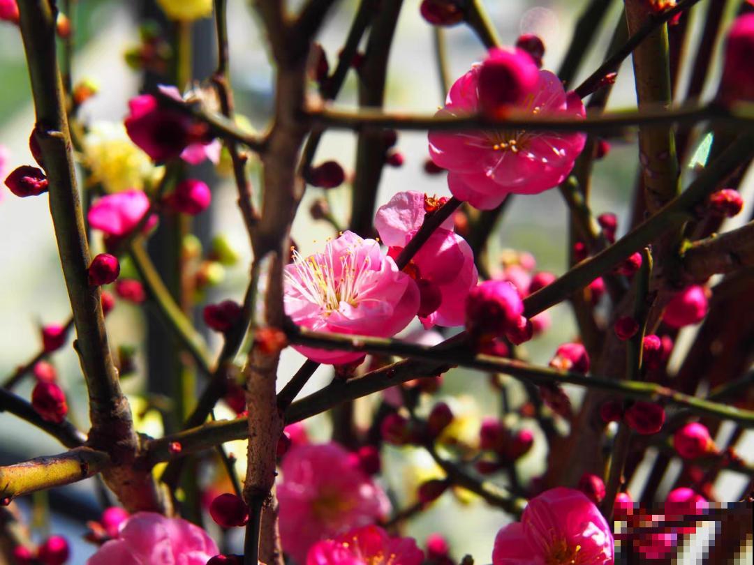1种花剪几根枝,插水里3天就开花,迎春报喜,花香四溢 1种花剪几根枝,插水里3天就开花,迎春报喜,花香四溢