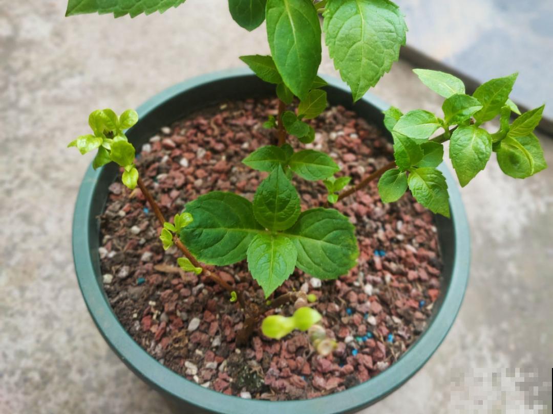 3个症状，说明花缺肥了，赶快补上，下个月大爆花