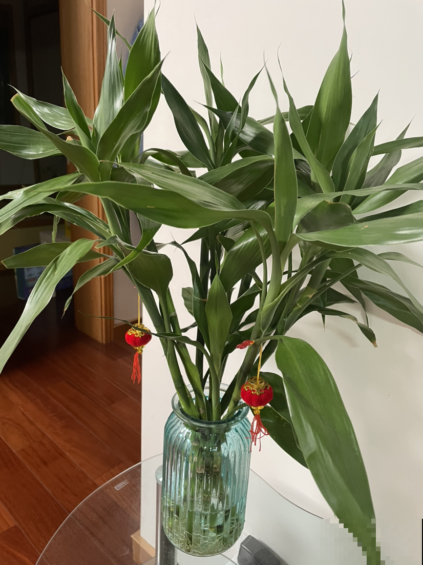 家养植物千千万,这30种都养过的,就是养花大神 家养植物千千万,这30种都养过的,就是养花大神