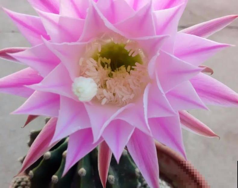 会开花的仙人球，注意这5点，促使正常开花