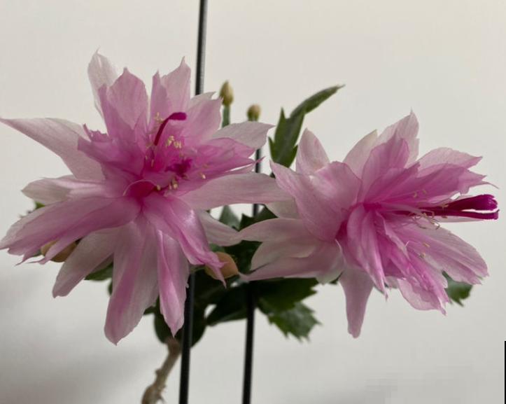 养花少不了的“大肥王”，学会施肥花长得壮，赶紧学学