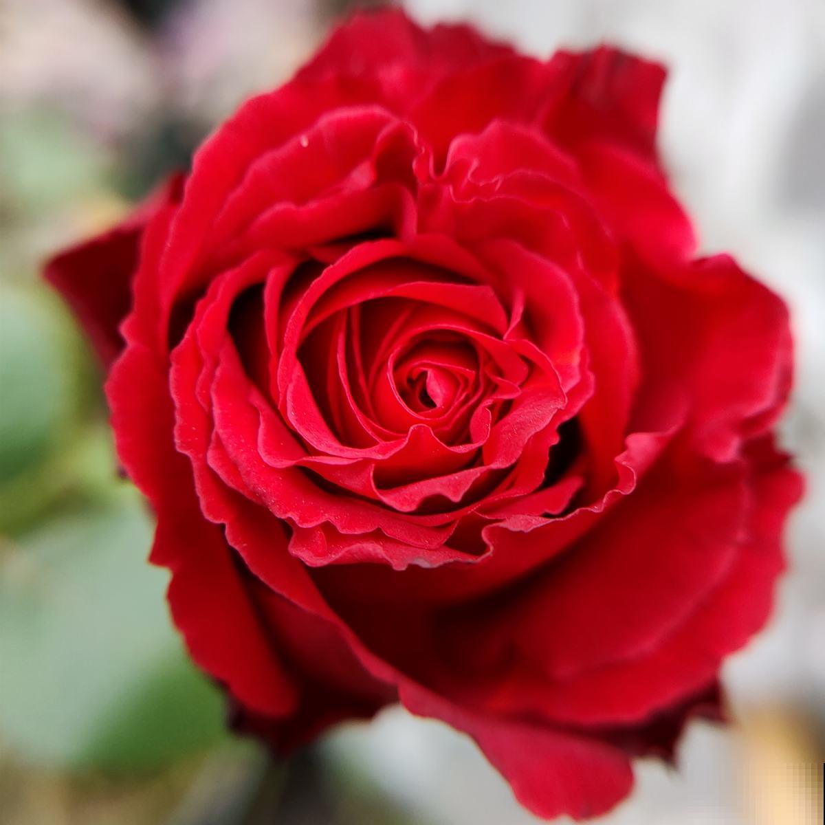 家养的玫瑰开花比脸大，关键记住5要点，花朵红艳艳